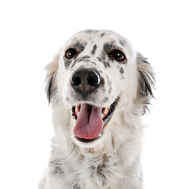 English-Setter