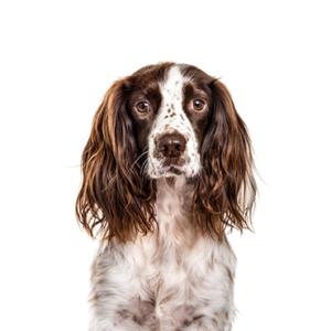 English-Springer-Spaniel