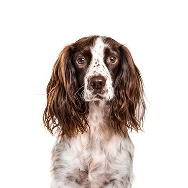 English-Springer-Spaniel
