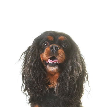 English-Toy-Spaniel