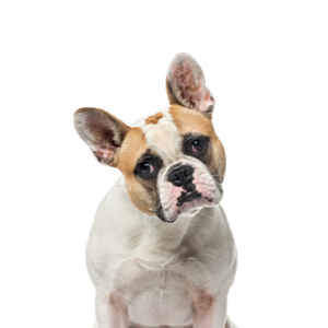 Petland Pembroke Pines French Bulldog