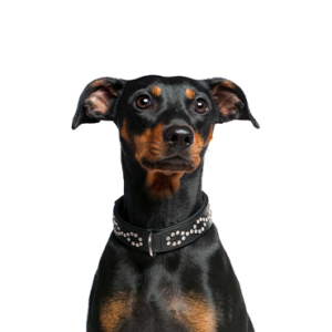 Petland Pembroke Pines German Pinscher