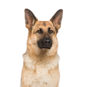 German-Shepherd