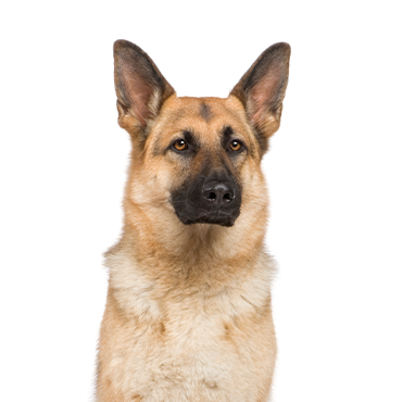 German-Shepherd