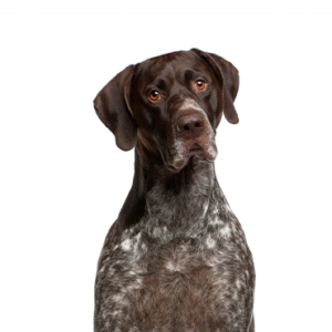 German-Shorthaired-Pointer