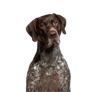 German-Shorthaired-Pointer