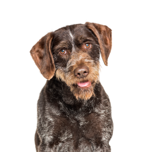 German-Wirehaired-Pointer