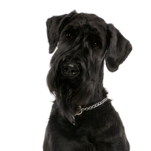 Giant-Schnauzer