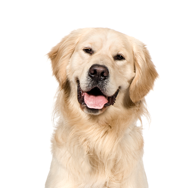 Golden-Retriever