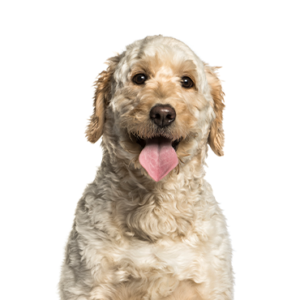 Petland Pembroke Pines Goldendoodle