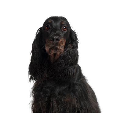 Gordon-Setter