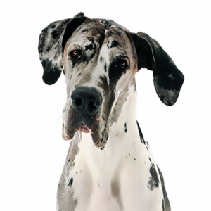 Great-Dane