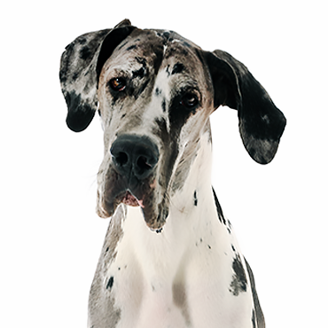 Great-Dane