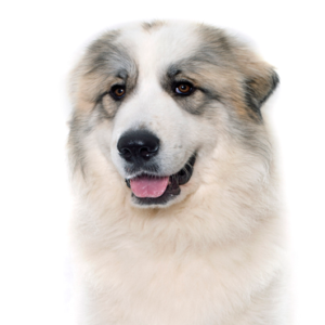Petland Pembroke Pines Great Pyrenees