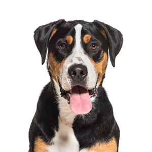 Greater-Swiss-Mountain-Dog