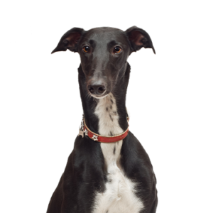 Petland Pembroke Pines Greyhound