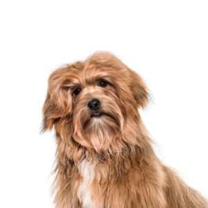 Petland Pembroke Pines Havanese