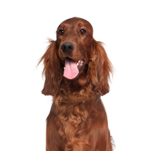 Irish-Setter