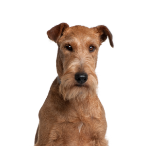 Irish-Terrier