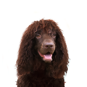 Irish-Water-Spaniel