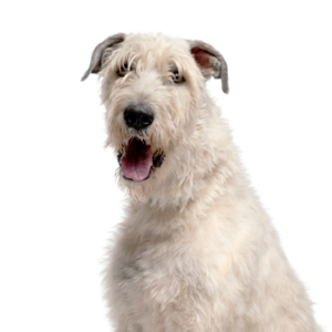 Petland Pembroke Pines Irish Wolfhound