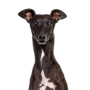 Italian-Greyhound