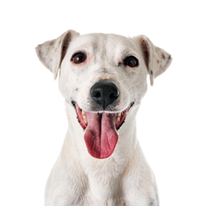 Petland Pembroke Pines Jack Russell Terrier