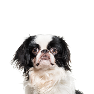 Petland Pembroke Pines Japanese Chin
