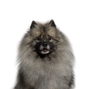 Petland Pembroke Pines Keeshond