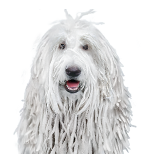 Petland Pembroke Pines Komondor