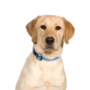 Petland Pembroke Pines Labrador Retriever