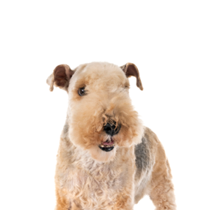 Lakeland-Terrier