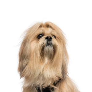 Petland Pembroke Pines Lhasa Apso