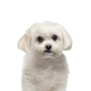 Petland Pembroke Pines Maltese