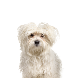 Petland Pembroke Pines Maltipom