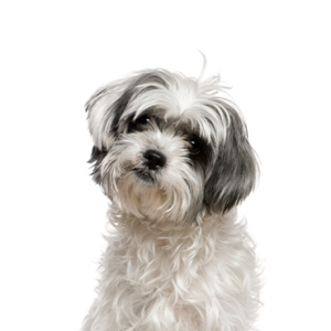 Petland Pembroke Pines Malshi
