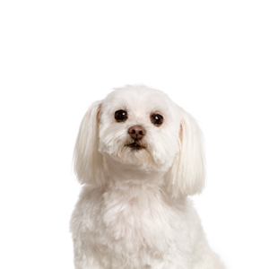 Petland Pembroke Pines Maltichon