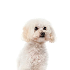 Petland Pembroke Pines Maltipoo