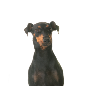Manchester-Terrier