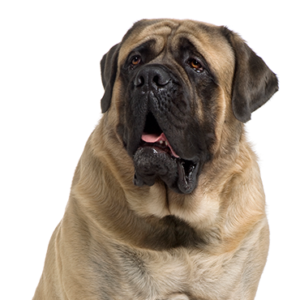 Petland Pembroke Pines Mastiff