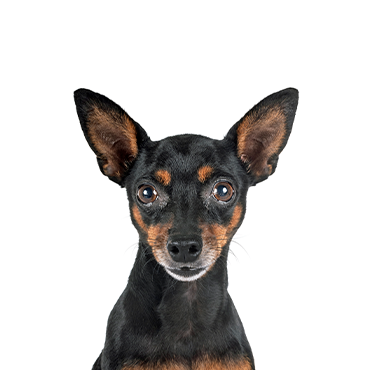 Miniature-Pinscher