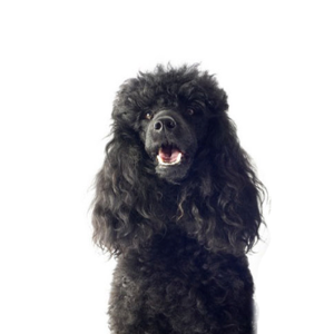 Miniature-Poodle