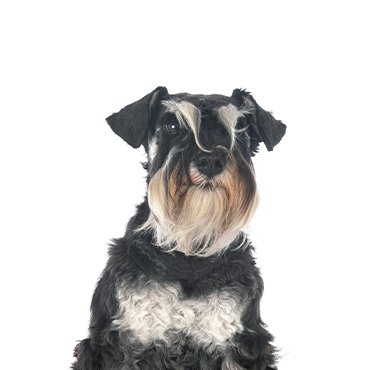 Miniature-Schnauzer