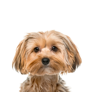 Petland Pembroke Pines Morkie