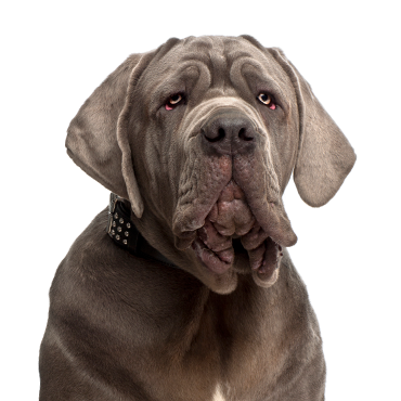 Neopolitan-Mastiff