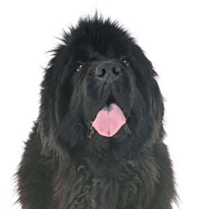 Petland Pembroke Pines Newfoundland