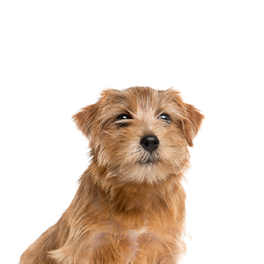 Norfolk-Terrier