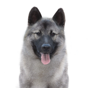 Norwegian-Elkhound
