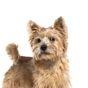 Norwich-Terrier