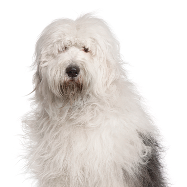 Old-English-Sheepdog